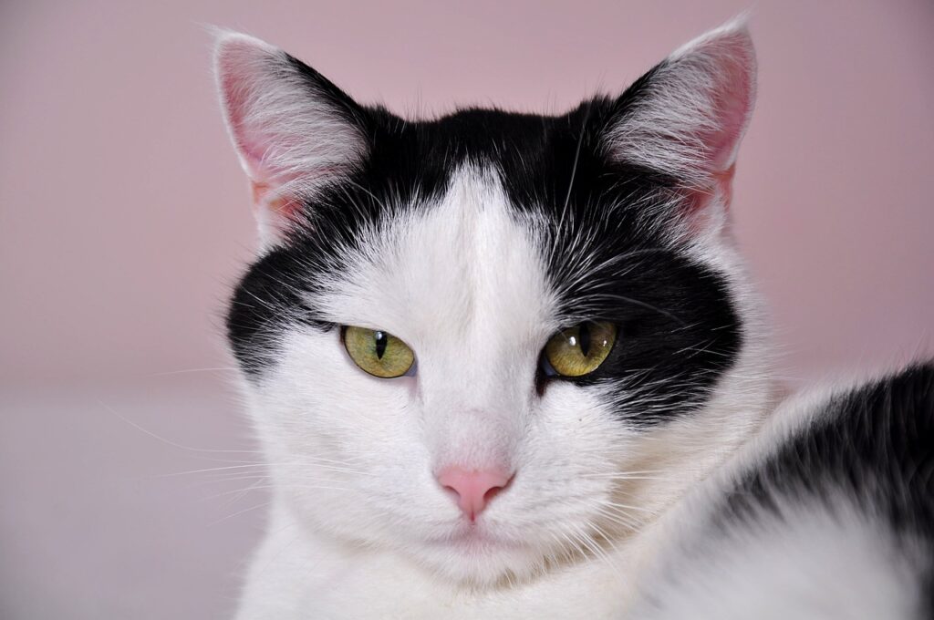 cats, ordinary cat, pet, cats, cats, cats, cats, cats