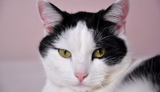 cats, ordinary cat, pet, cats, cats, cats, cats, cats