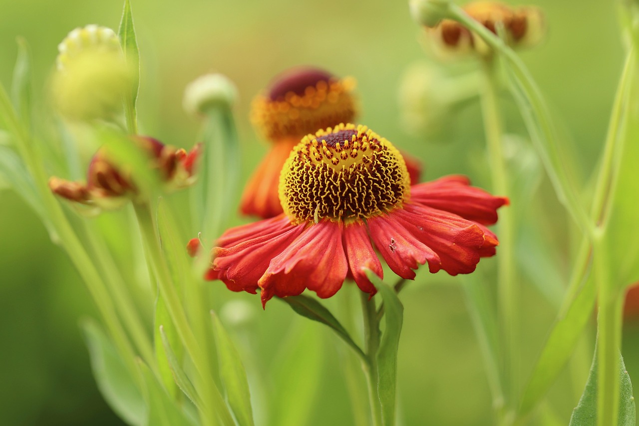 sun bride, flower, ordinary sun bride, flower wallpaper, flower background, helenium autumnale, beautiful flowers, red flower, petals, red petals, blossom, bloom, flora, plant, nature