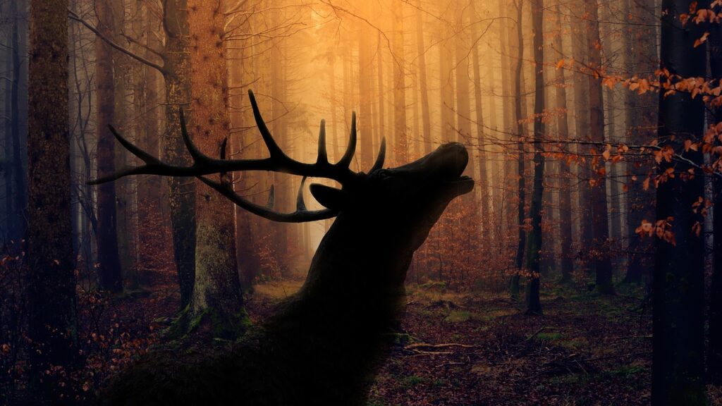 forest, hart, rut, nature, wild, landscape, ha ha ha, trees, animal, hart, hart, hart, hart, hart