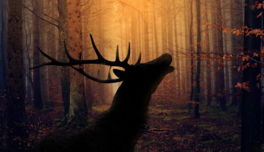 forest, hart, rut, nature, wild, landscape, ha ha ha, trees, animal, hart, hart, hart, hart, hart