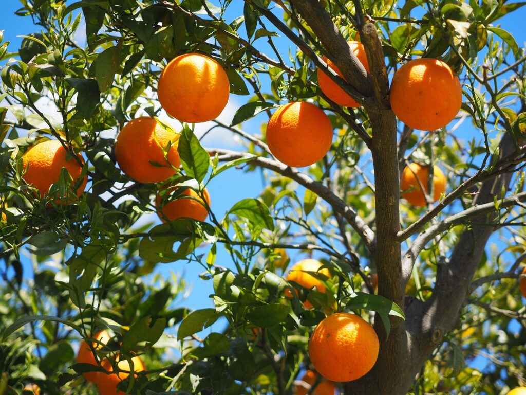 oranges, fruits, grove, orange trees, trees, orange grove, fresh, fresh oranges, ripe, nature, ripe oranges, harvest, produce, organic, fresh produce, agriculture, citrus, citrus fruits, leaves, foliage, rutaceae, citrus trees, sweet oranges, healthy, vitamin c, branches, fruit tree