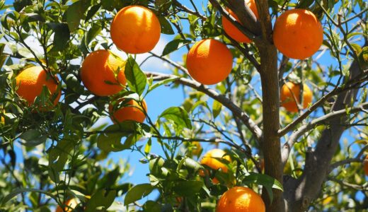 oranges, fruits, grove, orange trees, trees, orange grove, fresh, fresh oranges, ripe, nature, ripe oranges, harvest, produce, organic, fresh produce, agriculture, citrus, citrus fruits, leaves, foliage, rutaceae, citrus trees, sweet oranges, healthy, vitamin c, branches, fruit tree