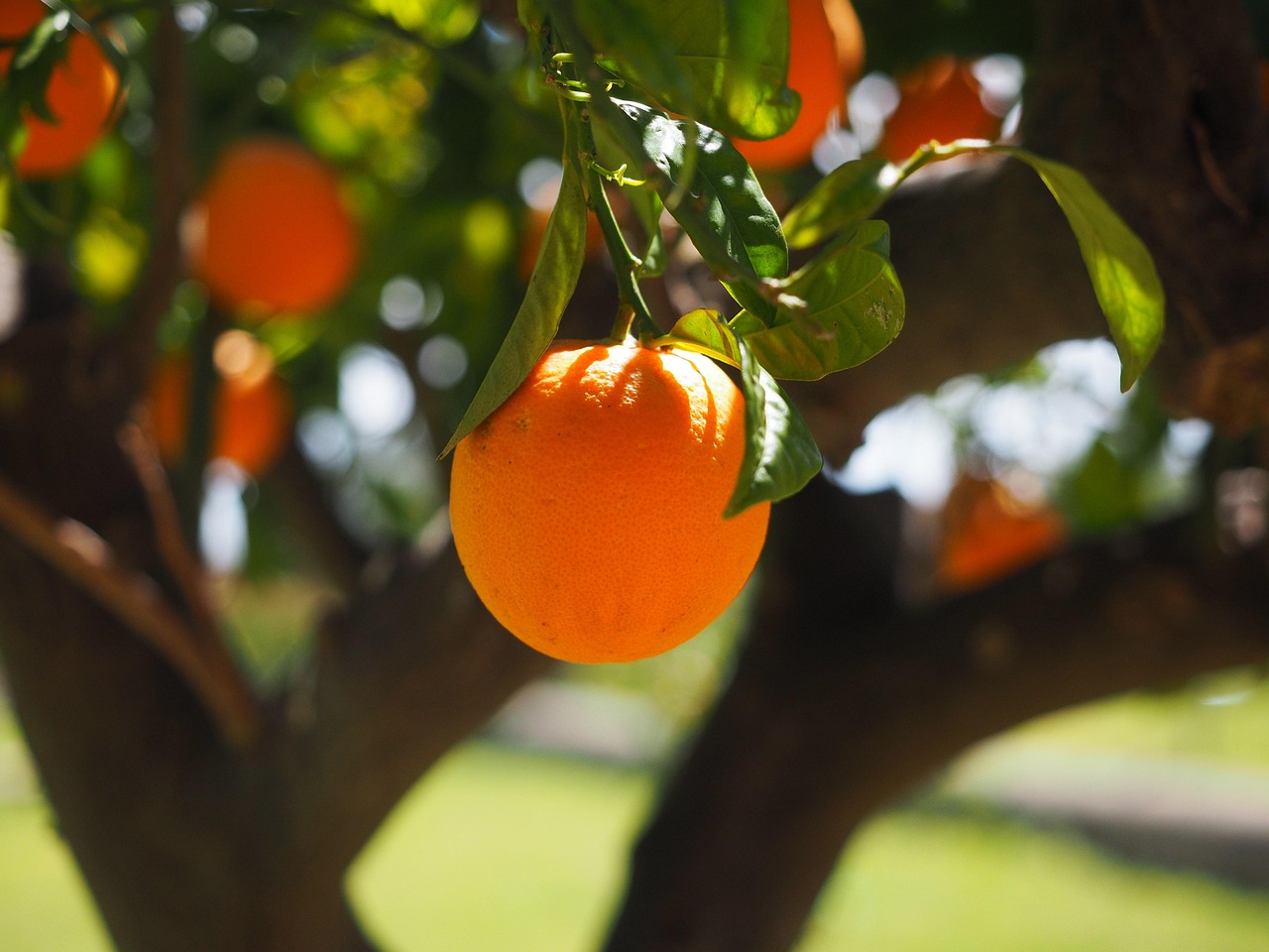 orange, fruit, tree, orange tree, nature, orange fruit, fresh, fresh fruit, harvest, organic, produce, fresh produce, orchard, orange orchard, citrus fruit, citrus, rutaceae, citrus tree, vitamin c, fresh orange, orange grove, ripe, ripe orange, fruit tree