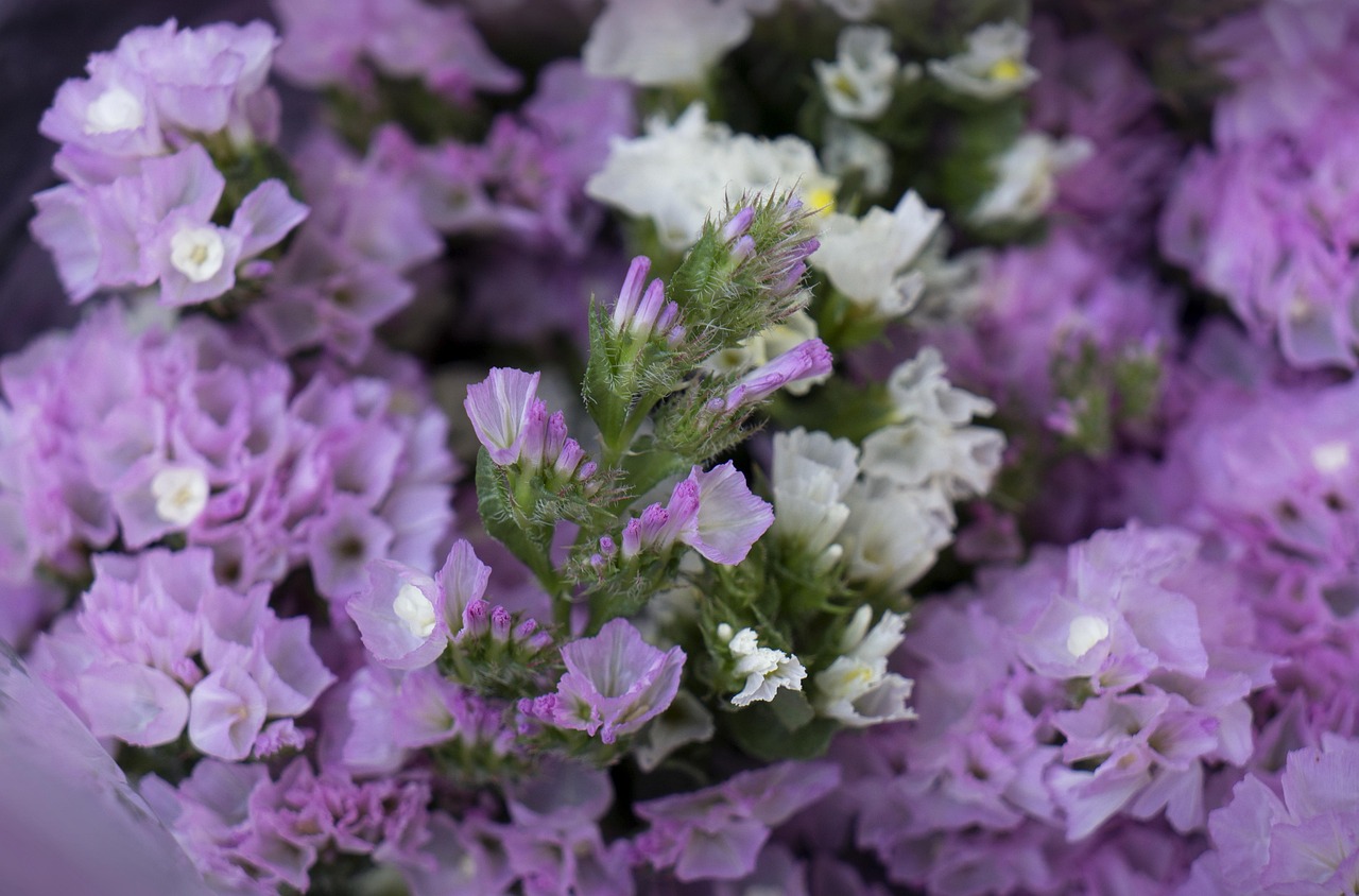 hoa sa lem, pink to pale purple, nature